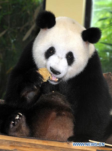 A giant panda eats a special-made mooncake in Guangzhou, capital of south China's Guangdong Province on Sept. 21, 2010, one day ahead of China's Mid-autumn festival this year. (Xinhua/Liu Dawei)