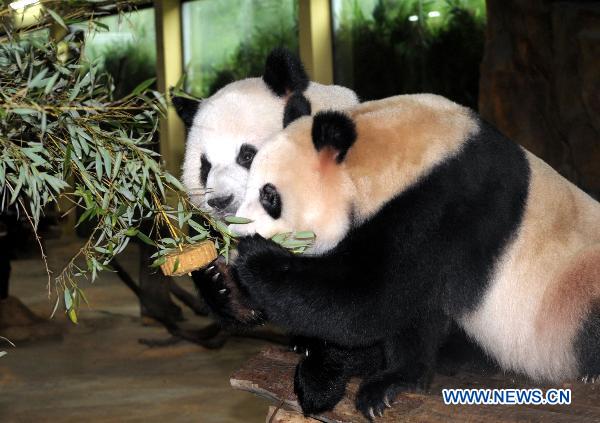 Two giant pandas battle for a special-made mooncake in Guangzhou, capital of south China's Guangdong Province on Sept. 21, 2010, one day ahead of China's Mid-autumn festival this year. (Xinhua/Liu Dawei)