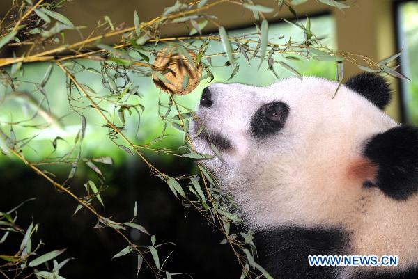 A giant panda sniffs a special-made mooncake in Guangzhou, capital of south China's Guangdong Province on Sept. 21, 2010, one day ahead of China's Mid-autumn festival this year. (Xinhua/Liu Dawei) 