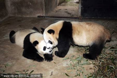 Two giant pandas play at a rare wild animal raising and research center in Northwest China’s Shaanxi province, Sept 24, 2010.