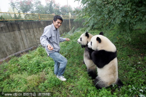 A keeper plays with two giant pandas at a rare wild animal raising and research center in Shaanxi province, Sept 24, 2010.