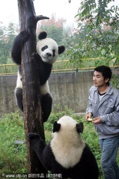 Two giant pandas play under the care of their keeper before they are moved to an amusement park in Weifang, East China&apos;s Shandong province, Sept 24, 2010.