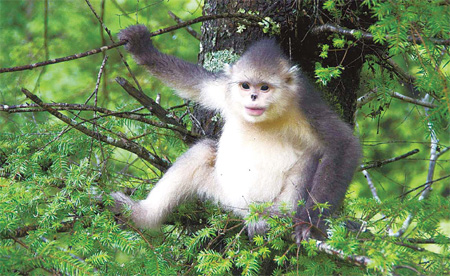The Yunnan snow monkey in the hills above Tacheng in north central Yunnan. 