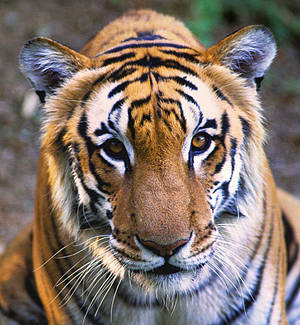 Tiger (Panthera tigris). India.