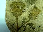 Fossil pinpoints aster family origin