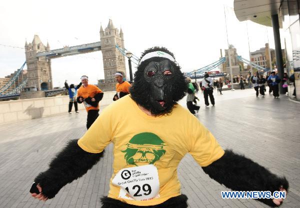 A participant of the Great Gorilla Run runs past the Tower Bridge in London, Britain, Sept. 26, 2010. Hundreds of people, in gorilla costumes, took part in the annual 7km Great Gorilla Run along the River Thames on Sunday to raise money for The Gorilla Organisation, a charity aiming to save the threatened gorilla habitat in Africa. [Xinhua] 