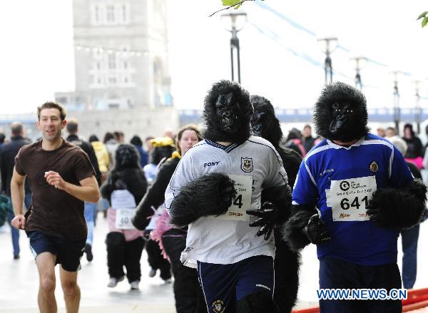 Participants of the Great Gorilla Run runs along the River Thames in London, Britain, Sept. 26, 2010. Hundreds of people, in gorilla costumes, took part in the annual 7km Great Gorilla Run along the River Thames on Sunday to raise money for The Gorilla Organisation, a charity aiming to save the threatened gorilla habitat in Africa. [Xinhua] 