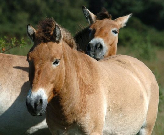 Przewalski horses