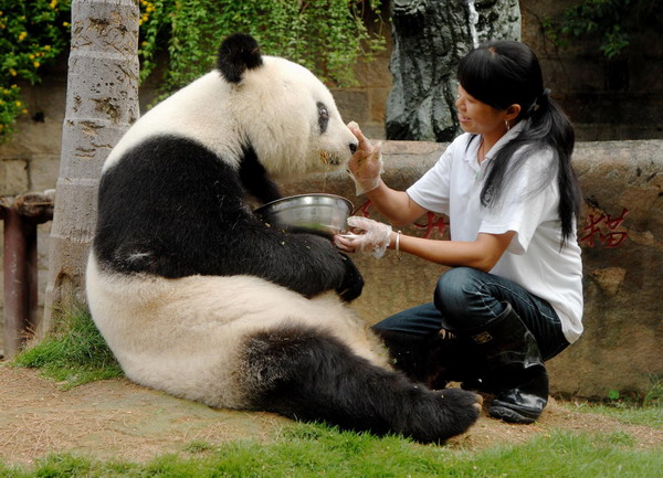 A breeder feeds giant panda Basi at Fuzhou Panda World, a giant panda reserve in Fuzhou, East China&apos;s Fujian province, September 26, 2010. The authorities of the reserve announced that Basi, who became critically ill in June, has regained its full health after surgery and a three-month recuperation process. 