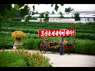 A farmer is seen at a farm in Sariwon of the Democratic People's Republic of Korea (DPRK), Aug. 13, 2010. [Xinhua]