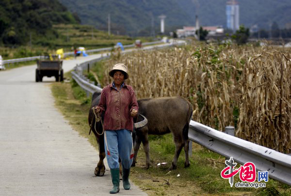 A woman leads an ox by the roadside at a village near the Xichang Satellite Launch Center, Southwest China&apos;s Sichuan province, on Tuesday, Sept 28, 2010. [CFP]