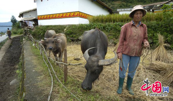 A woman leads an ox by the roadside at a village near the Xichang Satellite Launch Center, Southwest China&apos;s Sichuan province, on Tuesday, Sept 28, 2010. [CFP]