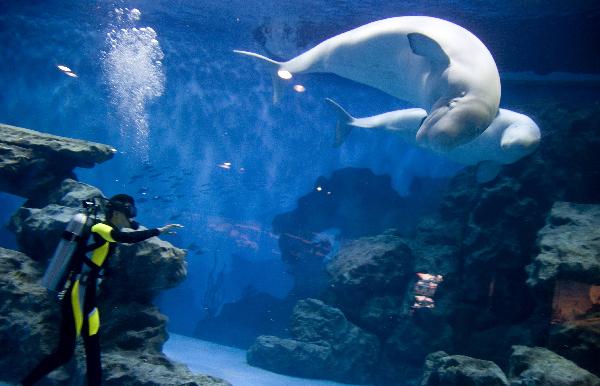 Photo taken on Sept. 28, 2010 shows a worker trains white whales in Haichang Polar Ocean Park in north China's Tianjin Municipality. The Polar Ocean Park in Tianjin will open to the public soon, visitors can see more than 30,000 kinds of marine creatures such as white whale, polar bear and penguin in the park. [Xinhua/Wang Guangrong]