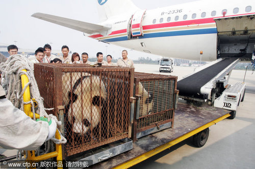  Two giant pandas, called Le Le and Qin Chuan, from Shaanxi Wild Animals Research Center are transferred by plane to Weifang city, Shandong province on Sept 27, 2010. 