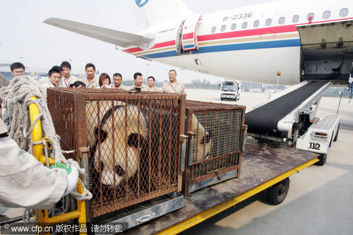 giant-pandas-fly-off-to-new-life-china-cn