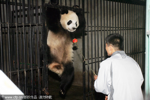 A staffer of Shaan&apos;xi Wild Animals Research Center uses a rose to entice Le Le, from coming out of the cage on the day the two pandas were sent to Weifang on Sept 27, 2010.