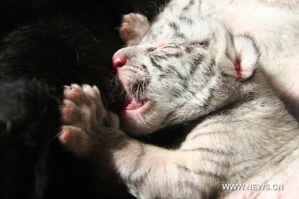 A white tiger cub sucks milk at a nursery house in the Xixiakou wildlife protection area in Weihai, east China&apos;s Shandong Province, Sept. 28, 2010. The seven-year-old white tiger mother gave birth on Sept. 25 to one white tiger and three snowwhite tigers belonging to a relatively rare species.