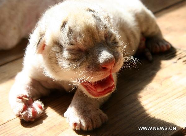 A snowwhite tiger cub yawns at a nursery house in the Xixiakou wildlife protection area in Weihai, east China&apos;s Shandong Province, Sept. 28, 2010. The seven-year-old white tiger mother gave birth on Sept. 25 to one white tiger and three snowwhite tigers belonging to a relatively rare species.