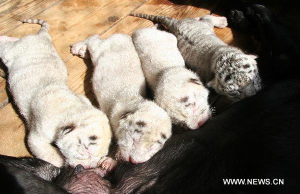 Four tiger cubs suck milk at a nursery house in the Xixiakou wildlife protection area in Weihai, east China&apos;s Shandong Province, Sept. 28, 2010. The seven-year-old white tiger mother gave birth on Sept. 25 to one white tiger and three snowwhite tigers belonging to a relatively rare species. 