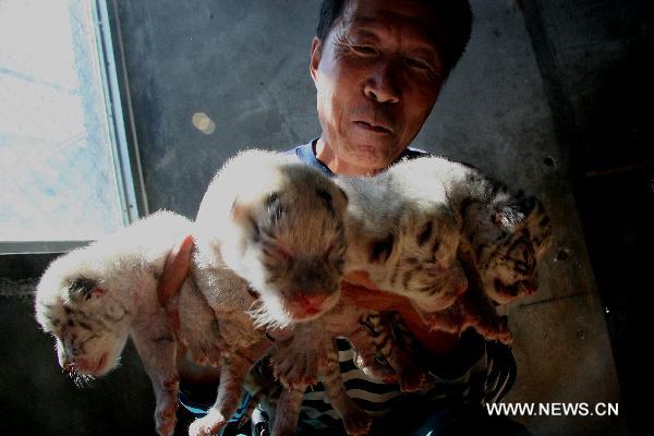 A feeder shows four newly-born tiger cubs at a nursery house in the Xixiakou wildlife protection area in Weihai, east China&apos;s Shandong Province, Sept. 28, 2010. The seven-year-old white tiger mother gave birth on Sept. 25 to one white tiger and three snowwhite tigers belonging to a relatively rare species.