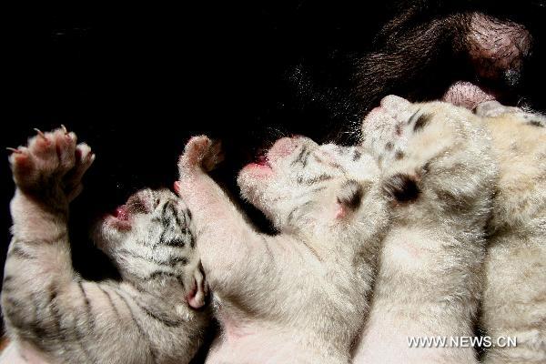 Four tiger cubs suck milk at a nursery house in the Xixiakou wildlife protection area in Weihai, east China&apos;s Shandong Province, Sept. 28, 2010. The seven-year-old white tiger mother gave birth on Sept. 25 to one white tiger and three snowwhite tigers belonging to a relatively rare species.