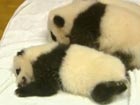 'Pambassador' candidates visit baby pandas in Chengdu
