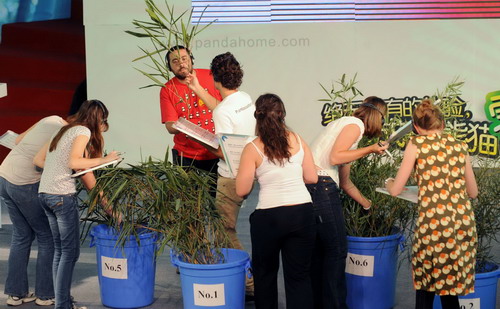 'Pambassador' candidates try to identify eight kinds of bamboo which are the major food for giant pandas during a tryout for 'Project Panda' at Chengdu Research Base of Giant Panda Breeding in Chengdu, Southwest China's Sichuan province Sept 29, 2010. [Photo/Xinhua]