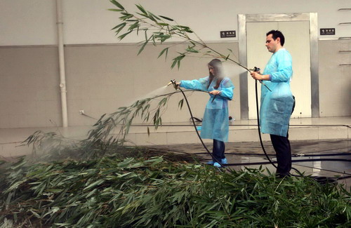Two 'Pambassador' candidates try to wash bamboos for giant pandas as food during a tryout for 'Project Panda' at Chengdu Research Base of Giant Panda Breeding in Chengdu, Southwest China's Sichuan province Sept 29, 2010. [Photo/Xinhua]