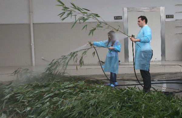 Two Panda enthusiasts take a training to wash the bamboo for pandas in Chengdu, capital of southwest China's Sichuan Province, Sept. 24, 2010. [Xinhua photo]