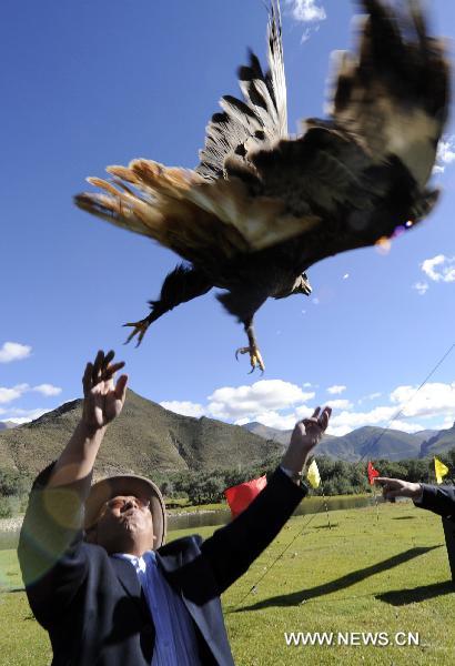 A recovered buzzard rests in a cage before being released in Maizhokunggar County of Lhasa, southwest China&apos;s Tibet Autonomous Region, Sept. 29, 2010.