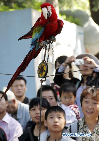 A red parrot walks on wire during a performance in the Hongshan forest zoo in Nanjing, capital of east China&apos;s Jiangsu Province, Oct. 4, 2010. [Dong Jinlin/Xinhua] 