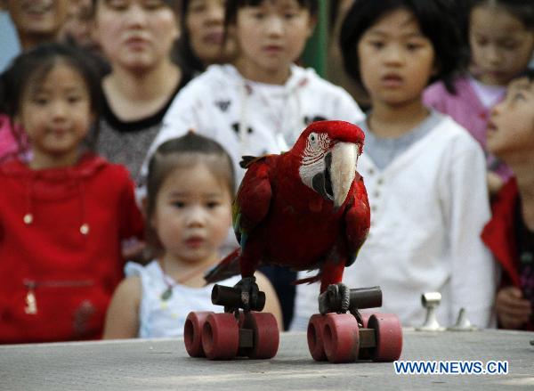 A red parrot plays roller skating during a performance in the Hongshan forest zoo in Nanjing, capital of east China&apos;s Jiangsu Province, Oct. 4, 2010. [Dong Jinlin/Xinhua]