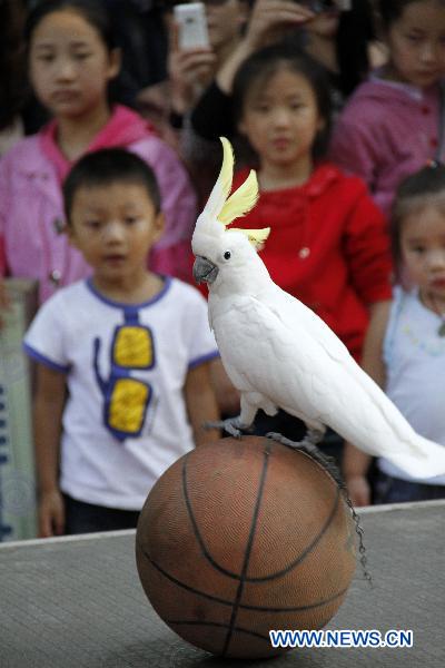  A parrot walks on a basketball during a performance in the Hongshan forest zoo in Nanjing, capital of east China&apos;s Jiangsu Province, Oct. 4, 2010. [Dong Jinlin/Xinhua]