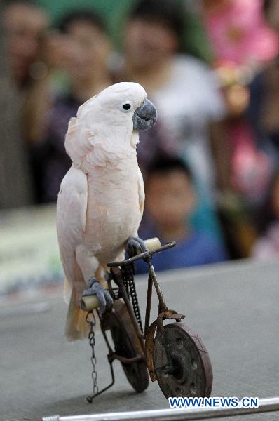 A parrot rides a bike during a performance in the Hongshan forest zoo in Nanjing, capital of east China&apos;s Jiangsu Province, Oct. 4, 2010. [Dong Jinlin/Xinhua] 