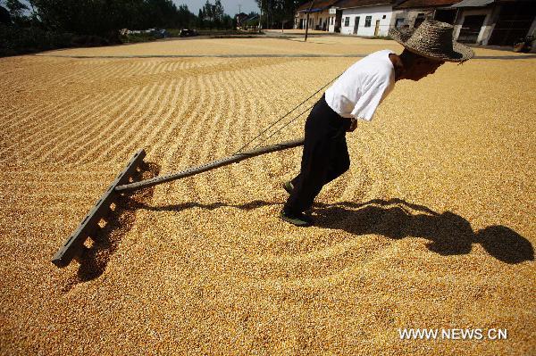 A farmer dries corns in the sun in Caobuhu Township of Dangyang, central China&apos;s Hubei Province, Oct. 4, 2010. As autumn falls, farmers started to harvest crops in large areas of farms in Hubei. [Wen Zhenxiao/Xinhua]