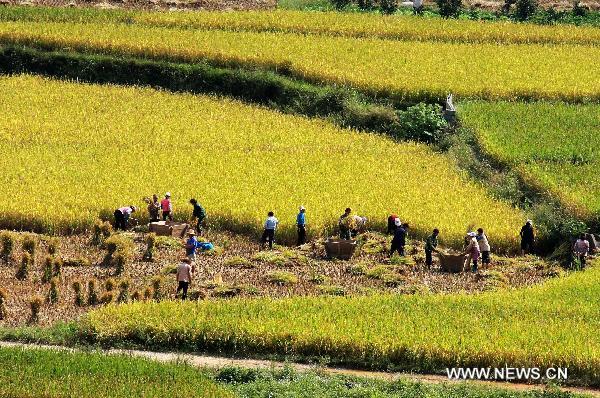 Farmers work in a field in Banji Village of Qiaoyin Township, southwest China&apos;s Guangxi Zhuang Autonomous Region, Oct. 3, 2010. As autumn falls, farmers started to harvest crops in large areas of farms in Guangxi. [Zhou Enge/Xinhua]