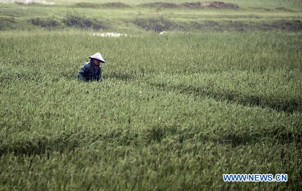 A farmer works in crop field in rain in Ding'an County, south China's Hainan Province, Oct. 5, 2010.[Xinhua/Guo Cheng] 