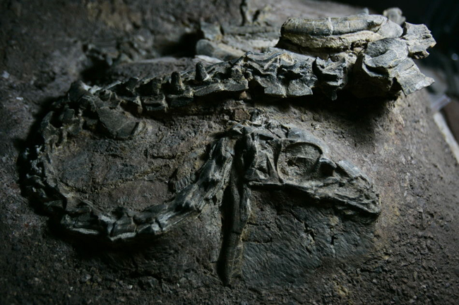 Photo taken on October 6 shows a dinosaur fossil in Lufeng County, southwest China&apos;s Yunnan Province. Archeologists deduce that the dinosaur may have a length of 120 centimeters and a height of 70-80 centimeters and be alive 180 million years ago. [Photo/sina] 