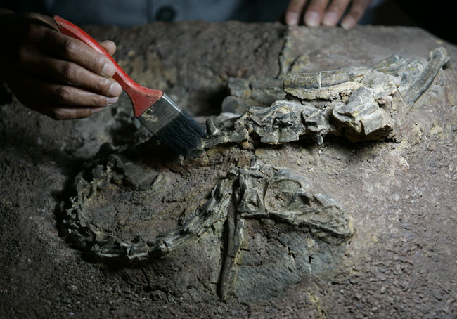 Photo taken on October 6 shows a Chinese archeologist is cleaning a dinosaur fossil in Lufeng County, southwest China&apos;s Yunnan Province. Archeologists deduce that the dinosaur may have a length of 120 centimeters and a height of 70-80 centimeters and be alive 180 million years ago. [Photo/sina] 