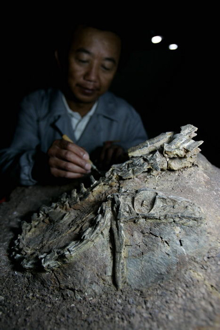 Photo taken on October 6 shows a Chinese archeologist is cleaning a dinosaur fossil in Lufeng County, southwest China&apos;s Yunnan Province. Archeologists deduce that the dinosaur may have a length of 120 centimeters and a height of 70-80 centimeters and be alive 180 million years ago. [Photo/sina] 