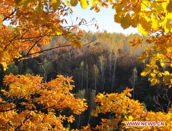 Photo taken on Oct. 5, 2010 shows the oak forest in Jiayin, northeast China's Heilongjiang Province. 