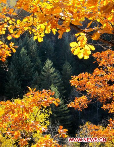 Photo taken on Oct. 5, 2010 shows the oak forest in Jiayin, northeast China's Heilongjiang Province. 