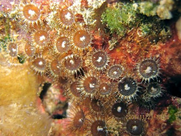 A polychaete worm (vigtorniella sp) found at a whale fall at Sagami Bay, Japan at a depth of 925 meters, is seen in this undated handout. 