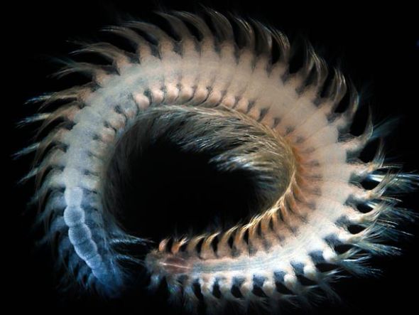 A polychaete worm (vigtorniella sp) found at a whale fall at Sagami Bay, Japan at a depth of 925 meters, is seen in this undated handout. 