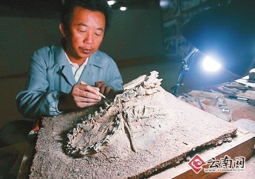 Photo taken on October 6 shows a dinosaur fossil in Lufeng County, southwest China's Yunnan Province. Archeologists deduce that the dinosaur may have a length of 120 centimeters and a height of 70-80 centimeters and be alive 180 million years ago. [Xinhua photo] 