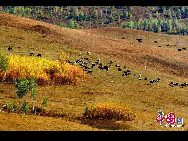 Located north of Heilongjiang Province and the Inner Mongolia Autonomous Region, Greater Khingan Mountains is an oxygen-providing paradise covering a large forest area - a total of 84.6-thousand square kilometers, equal to the territory of Austria or 137 Singapores. It is an ideal getaway for trekking and exploring for its colorful landscape in autumn. [Photo: China.org.cn]