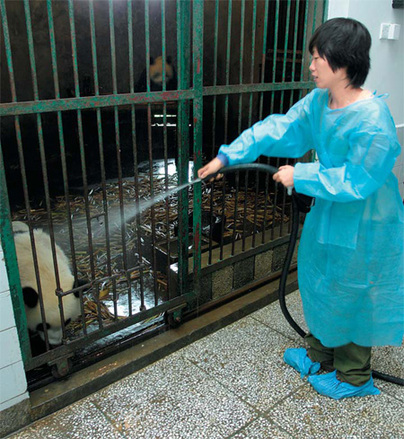Huang Xi gives a panda a shower during training to compete in the pambassador project. [China Daily]
