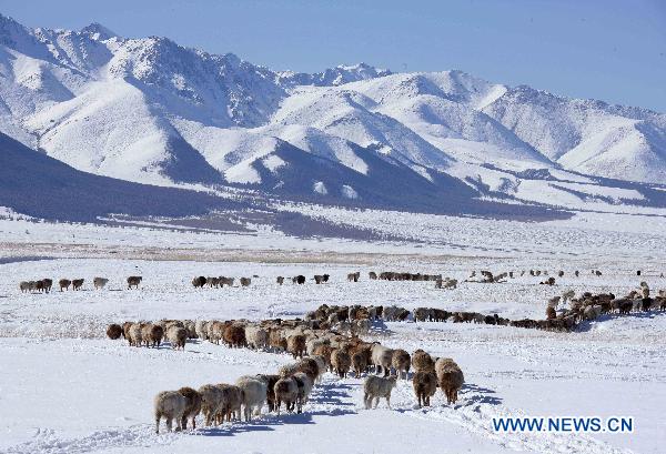 Photo taken on Oct. 10, 2010 shows sheep flock walking in snow at the foot of Tianshan Mountain in Hami, northwest China&apos;s Xinjiang Uygur Autonomous Region. A cold front hit Xinjiang since last Friday, bringing snow and plunging the temperature. [Xinhua] 