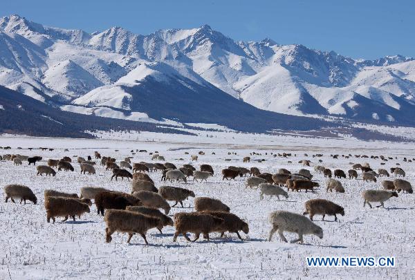 Photo taken on Oct. 10, 2010 shows sheep flock walking in snow at the foot of Tianshan Mountain in Hami, northwest China&apos;s Xinjiang Uygur Autonomous Region. A cold front hit Xinjiang since last Friday, bringing snow and plunging the temperature. [Xinhua]