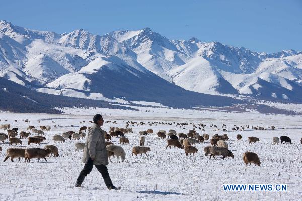 Photo taken on Oct. 10, 2010 shows a shepherd and his sheep flock walking in snow at the foot of Tianshan Mountain in Hami, northwest China&apos;s Xinjiang Uygur Autonomous Region. A cold front hit Xinjiang since last Friday, bringing snow and plunging the temperature. [Xinhua]